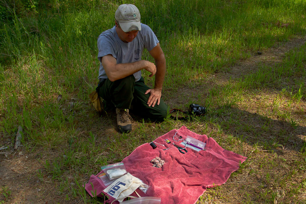 Bobby Clontz with Red-cockaded Woodpecker Brood – Bobby Clontz from The Nature Conservancy watches over a brood of woodpeckers before banding. A towel and all banding equipment is prepared and laid out prior to lowering the brood down from the cavity. Chicks are banded in the shade to prevent overheating for the short period they will be on the ground.