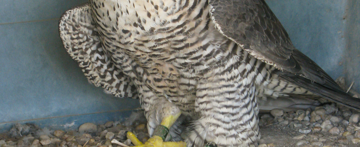 Adult female peregrine with brood on the Eastern Shore. This female was six years old in 2023 and in her prime. She was one of 12 adults known to be lost between 2023 and 2024. Photo by Bryan Watts.