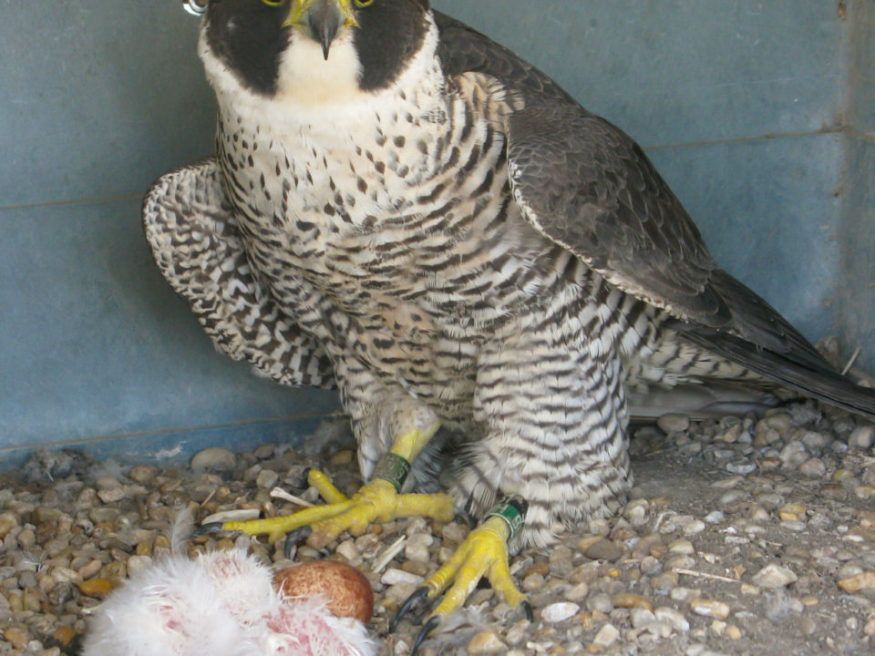 Adult female peregrine with brood on the Eastern Shore. This female was six years old in 2023 and in her prime. She was one of 12 adults known to be lost between 2023 and 2024. Photo by Bryan Watts.