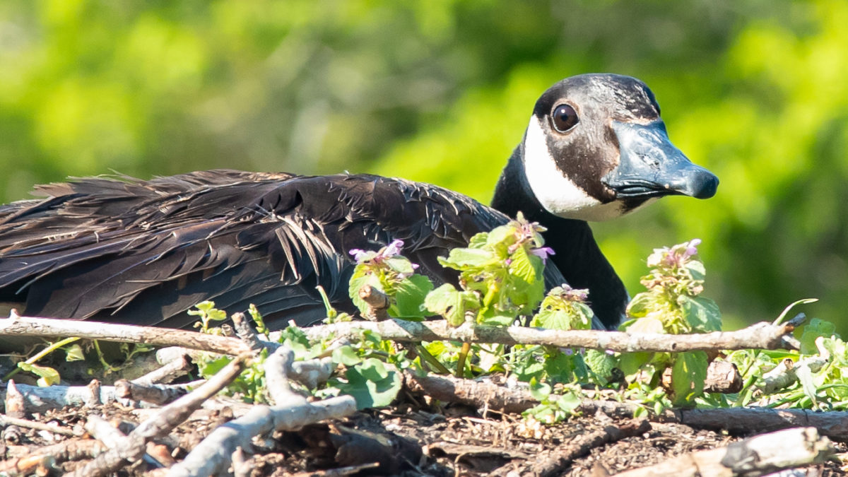 Resident Canada goose incubates a clutch on an osprey nest within the lower Chesapeake Bay. The goose population has grown rapidly and their interaction with osprey is rising sharply in the Bay. Photo by Bryan Watts.