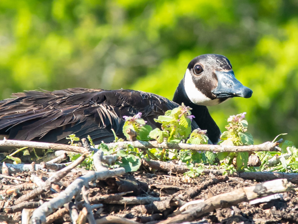 Resident Canada goose incubates a clutch on an osprey nest within the lower Chesapeake Bay. The goose population has grown rapidly and their interaction with osprey is rising sharply in the Bay. Photo by Bryan Watts.