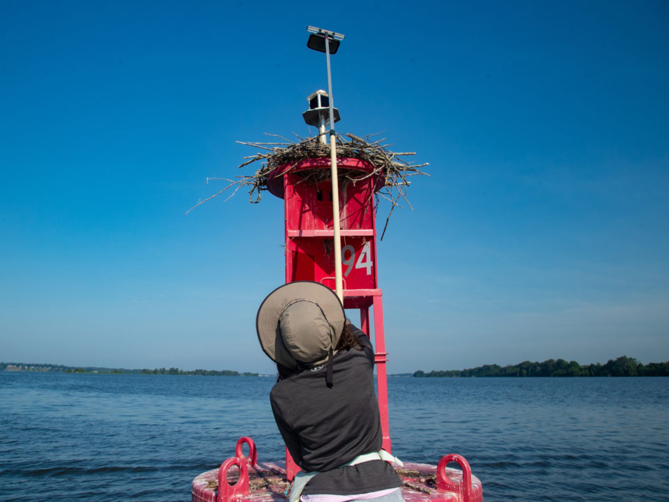Lizzie Arthur, an undergraduate student intern from W&M, working with the CCB osprey team during 2024 uses an extendable mirror pole to check the contents of a nest in the Chesapeake Bay. Photo by Bryan Watts.