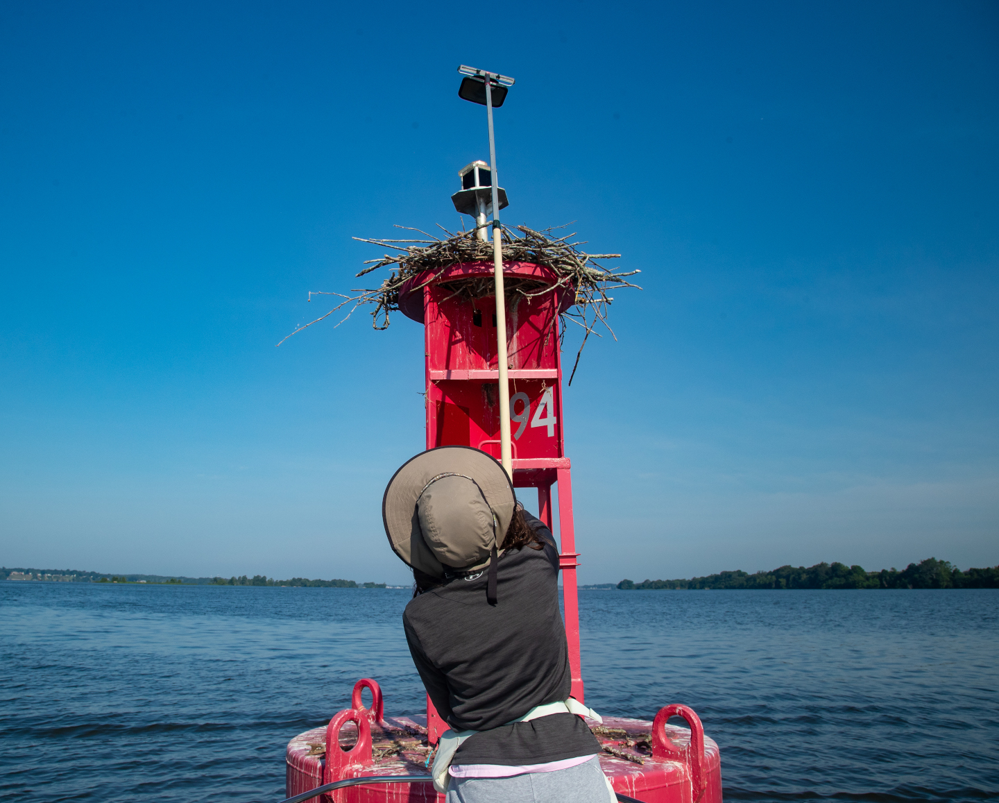 Lizzie Arthur, an undergraduate student intern from W&M, working with the CCB osprey team during 2024 uses an extendable mirror pole to check the contents of a nest in the Chesapeake Bay. Photo by Bryan Watts.