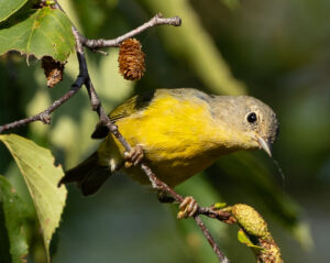 Fall Colors - Mourning Warbler
