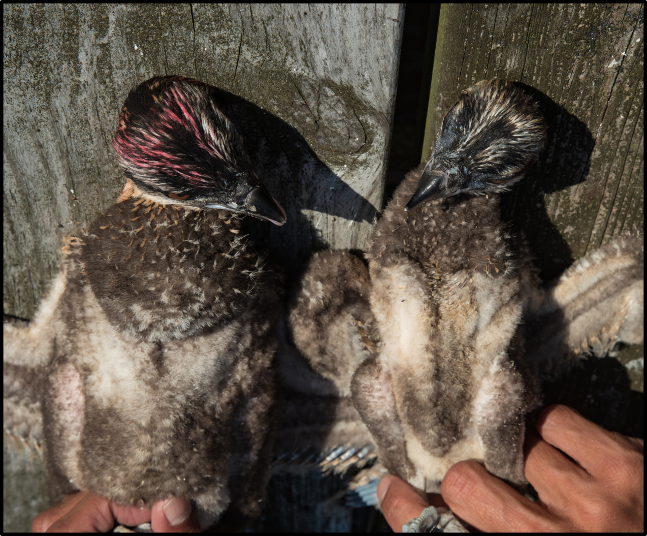 A brood of osprey in Mobjack Bay showing a well-fed chick (left) and an emaciated chick (right). The chick on the right would die the following week due to starvation. Work in Mobjack Bay over a 40+ year period has shown that both reproductive rates and food delivery rates have declined dramatically. The decline in provisioning has led to an increase in brood reduction or chick loss due to starvation. Photo by Bryan Watts.