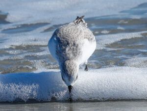 eNewsletter April 2026 - Sanderling
