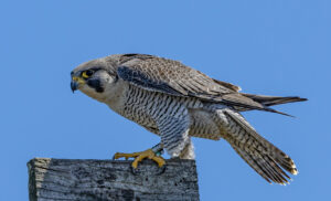 Peregrine Falcons at Upshers Neck - Female.