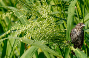 eNewsletter October 2026 - Female red-winged blackbird on wild rice.