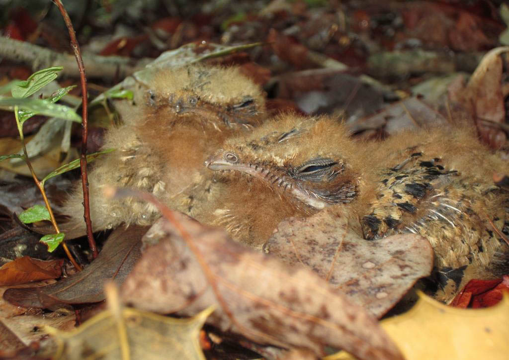 10-day-old Chuck-will’s-widow chicks on nest