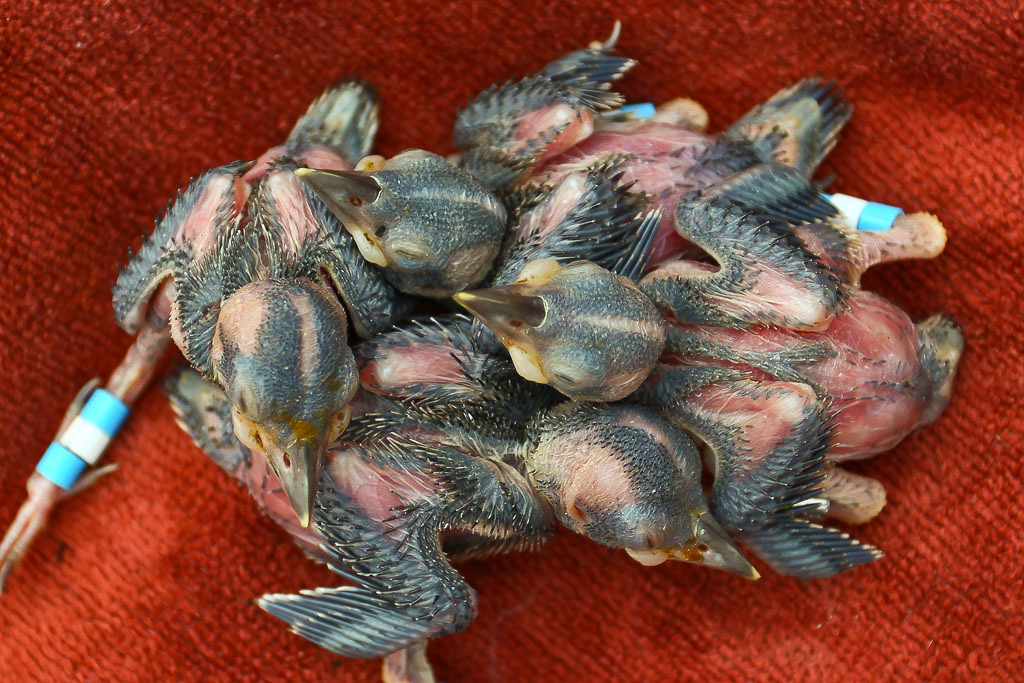 Nine Day Old Red-cockaded Woodpecker Brood – A four-chick, nine-day old brood of Red-cockaded Woodpeckers within the Piney Grove Preserve. Used to be kept together within the confines of the cavity, birds brought down to the ground for banding typically huddle together for contact and warmth.