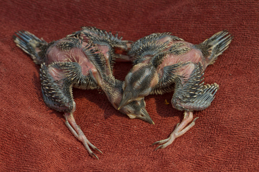 Pair of Twelve Day Old Red-cockaded Woodpecker Chicks – As with many bird species, feathers are located within distinct tracts. The emergence and growth of feathers within these tracts gives an indication of age. These birds have elongating tail and primary flight feathers, emerging contour feathers in the dorsal tract and just emerging feathers on the crown. These and other features indicate an age of 12 days.
