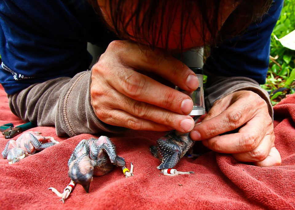 Using a Loop to Inspect Crown – Bryan Watts uses a magnifying loop to examine the crown of a Red-cockaded Woodpecker chick. This technique is used to look for red feathers emerging in the crown to determine gender when banding.
