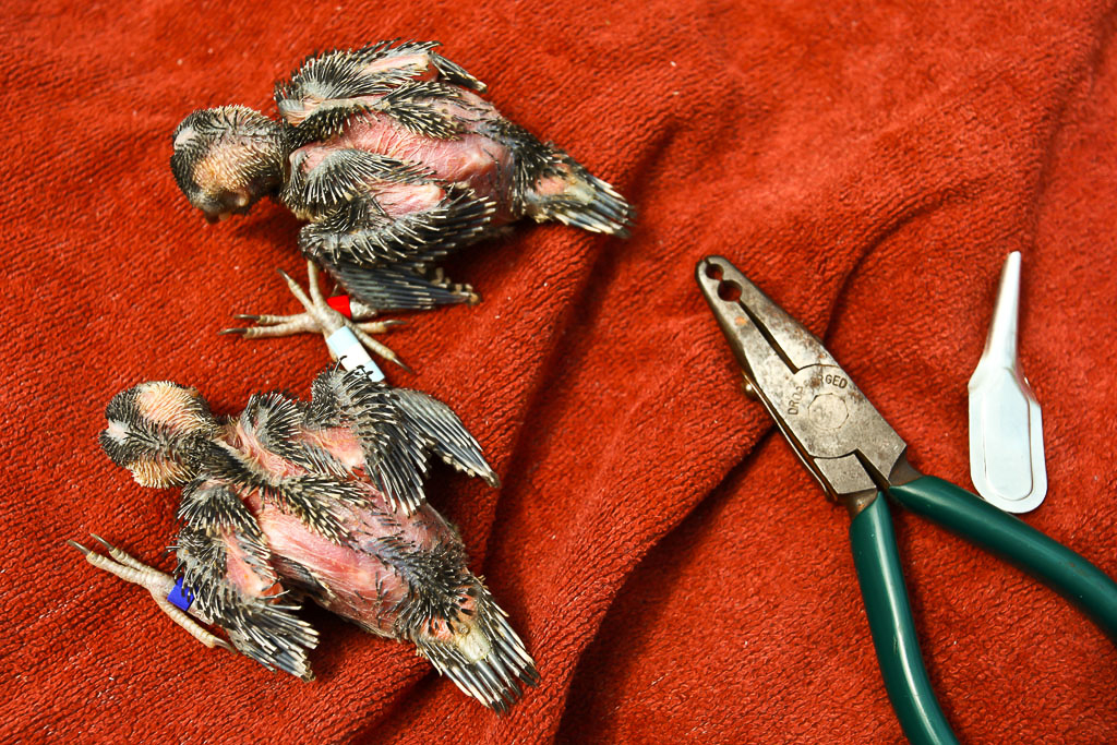 Red-cockaded Woodpecker Chick Banding – Two Red-cockaded Woodpecker chicks just after banding with tools. Specially designed pliers are used to apply the aluminum bands and an aluminum shoe horn is used to apply the plastic color bands.
