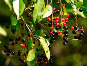 eNewsletter October 2026 - Black cherries.