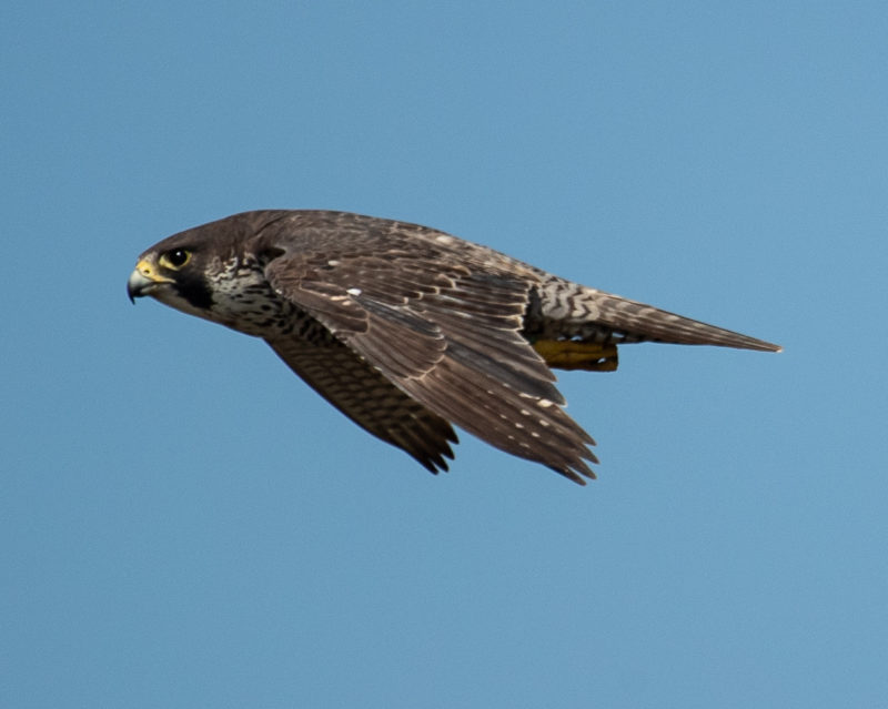 Second-year female within the Parkers Marsh territory in 2024. Both the older female and male were replaced between 2023 and 2024. This bird is one of three second-year females that were recruited into the breeding population in 2024. None of these females laid a clutch. Photo by Bryan Watts.