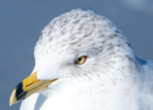 eNewsletter April 2026 - Ring-billed gull