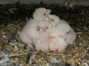 Peregrine Falcons at Upshers Neck - Brood.