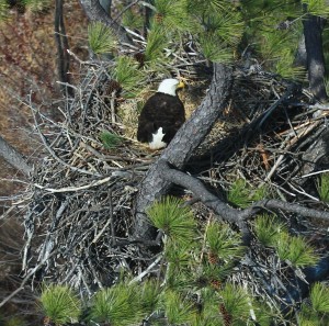 Bald Eagle on nest in Northampton County (copy)