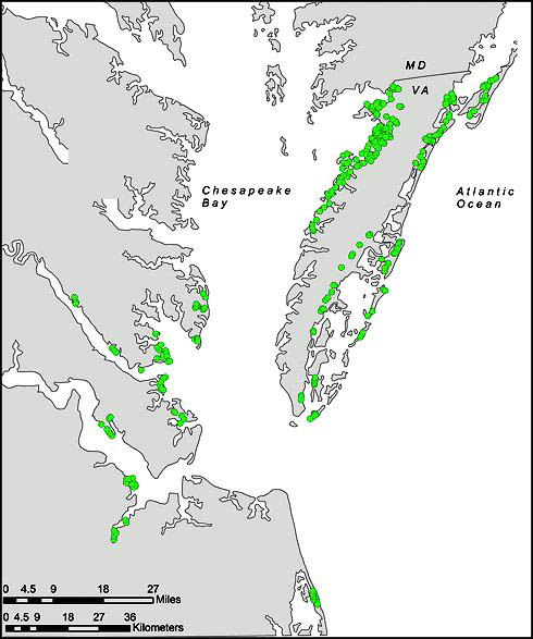 328 survey points, Black Rail were only found on the bay side of the Delmarva Peninsula