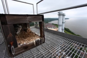 A new pair of peregrines nested on Dominion’s Possum Point power plant