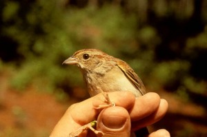 Adult Bachman's Sparrow in hand