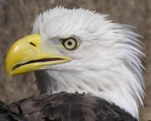 Adult bald eagle captured and banded on Chesapeake Bay
