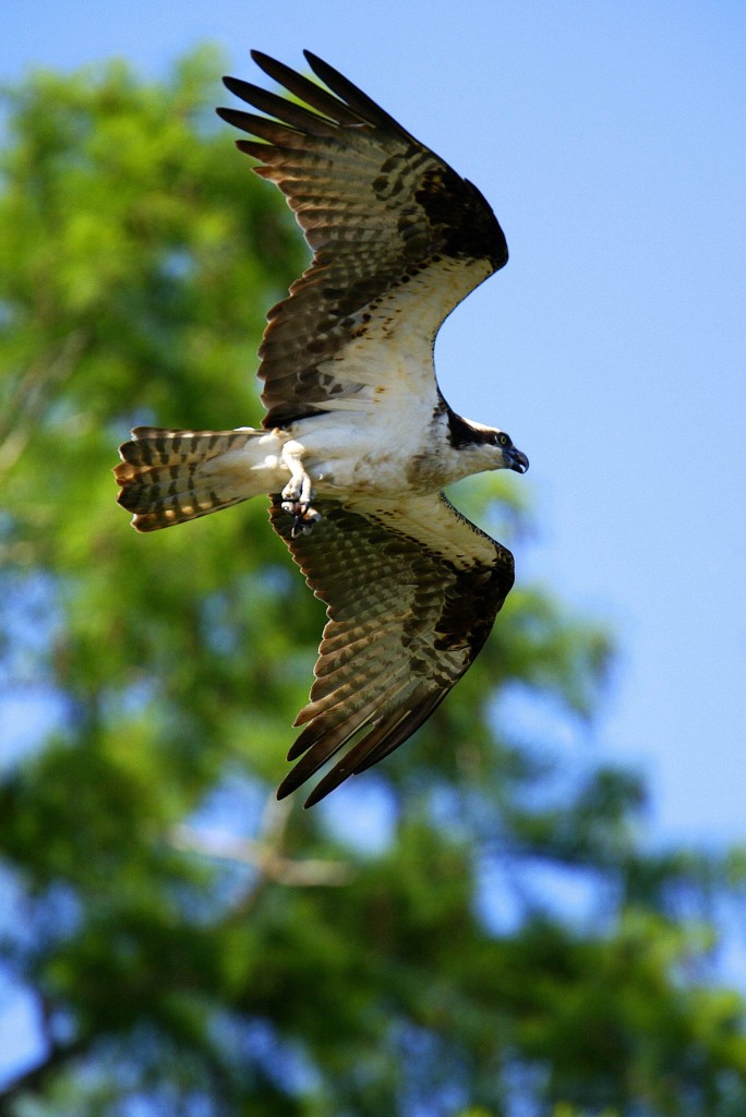Osprey along James River in the Chesapeake Bay
