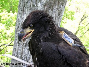 Bald eagle chick from Maryland fitted with transmitter