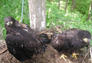 Bald eagle chicks in nest with transmitter