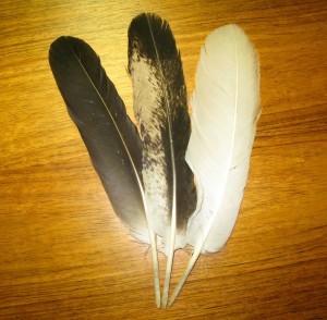 Bald eagle tail feathers representing age classes