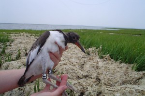 Banded American oystercatcher chick, Virginia's barrier islands