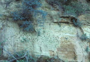 Bank swallow colony along the lower Chester River