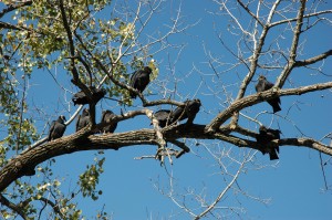 Black vultures roosting