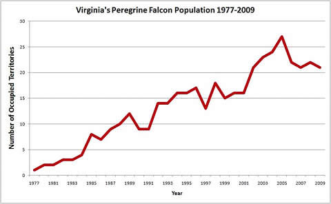 Breeding peregrine falcons in Virginia had a boost due to intensive reintroduction efforts starting in 1977