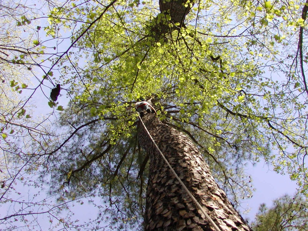 Bryan Watts climbing a bald eagle nest tree
