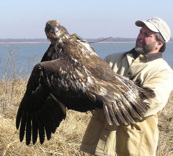 Bryan Watts holds a satellite-tagged second-year juvenile bald eagle