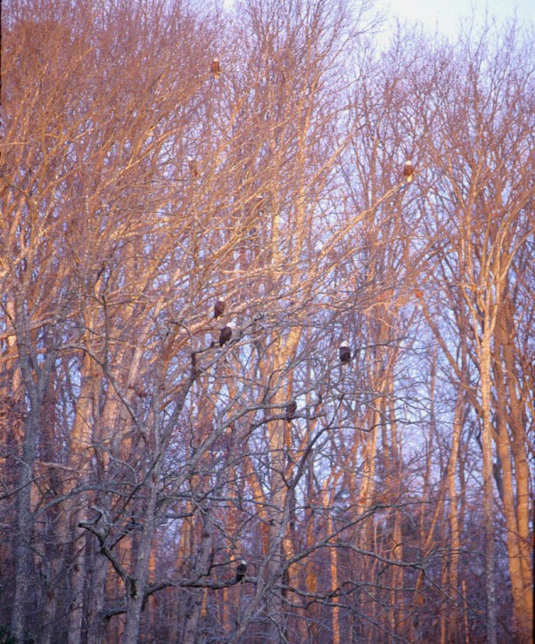 Can you spot 6 bald eagles in this cropped photo