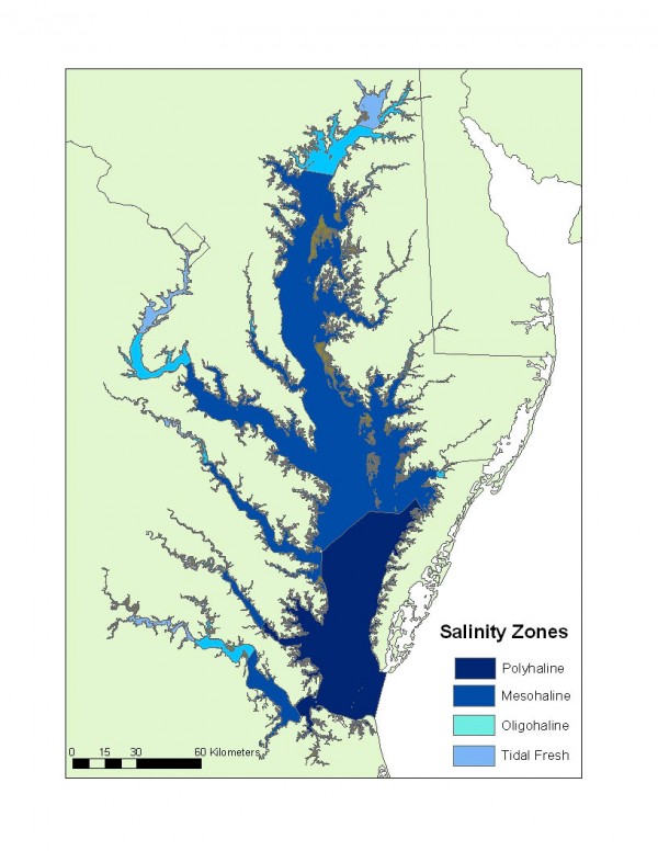 Chesapeake Bay salinity zones mediate the distribution of salt brackish freshwater marshes