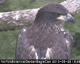 Close-up of Camellia sitting in front of the nest camera at NBG