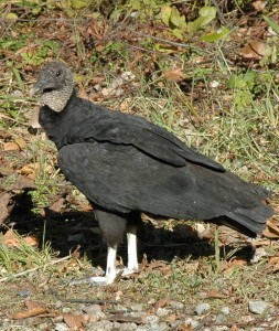 Close-up of a black vulture