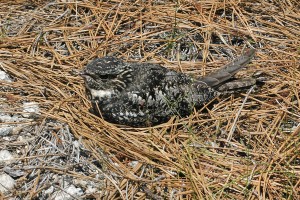 Common nighthawk nestled in pine needles, Carolina sandhills, SC