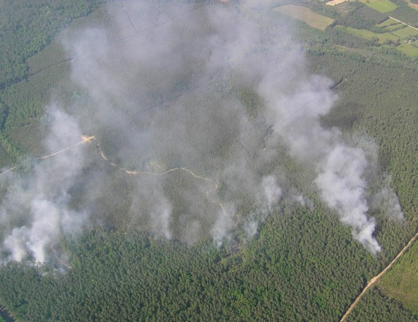 Controlled burn within pine plantation in southeastern Virginia