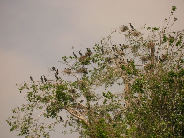 Cormorants nesting in trees on an island near Hopewell, Virginia