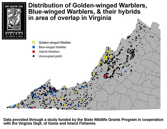 Distribution of Golden-winged Warblers, Blue-winged Warblers, and their hybrids in area of overlap in Virginia
