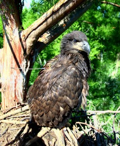 Eagle Turner with satellite transmitter sits in a bald cypress nest