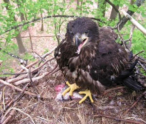 Eagle chick clutches a fish in a poplar tree nest