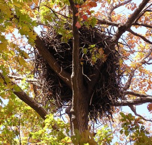 Eagle nest in a large chestnut oak on a private estate