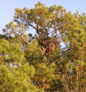 Eagle nest in loblolly pine tree in Westmoreland County