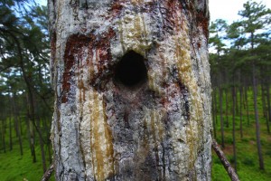 Entrance to red-cockaded woodpecker nest cavity in loblolly pine tree