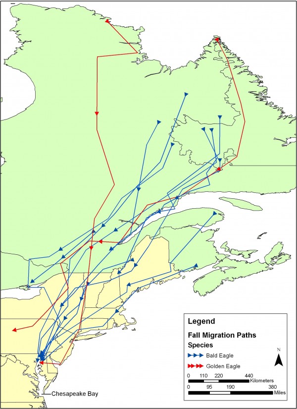 Fall 2008 bald and golden eagle migration pathways